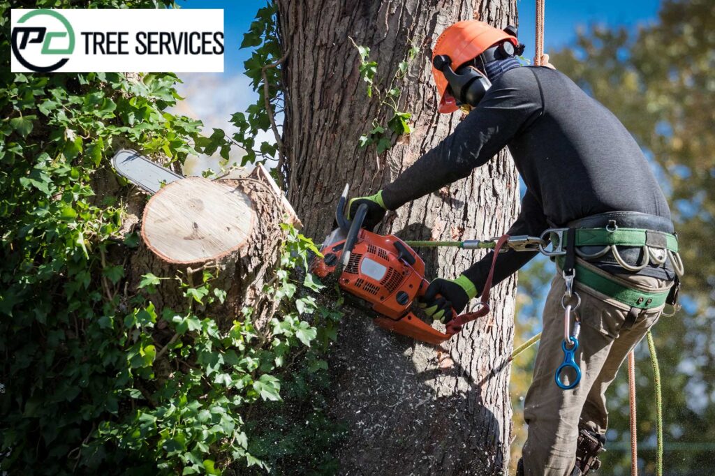 How To Shortlist The Right Tree Removal Service Provider ?