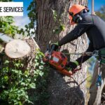 How To Shortlist The Right Tree Removal Service Provider ?